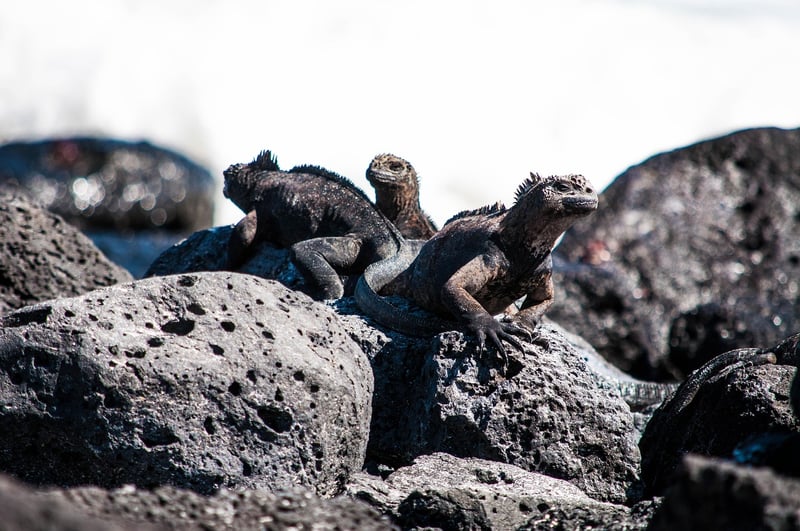 Galápagos Islands